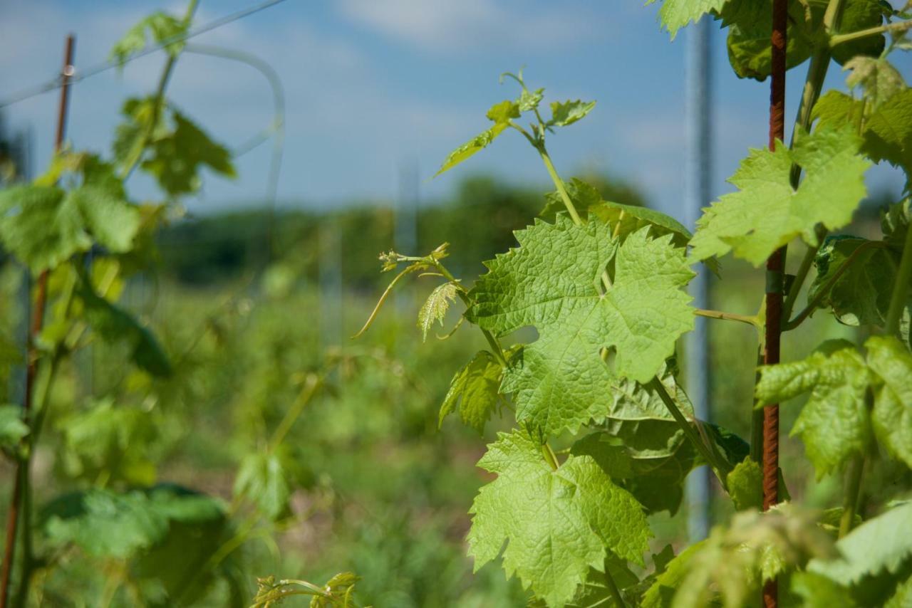Agriturismo Albarello Sona Εξωτερικό φωτογραφία